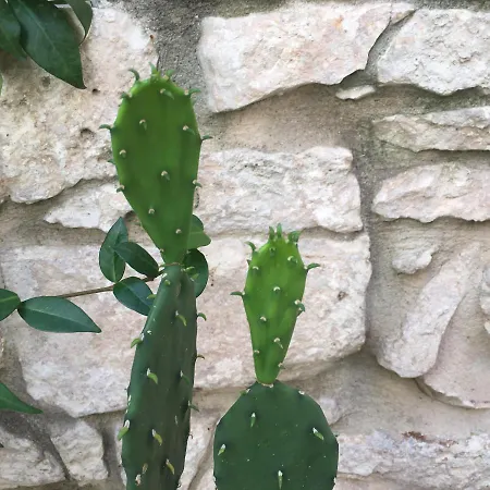 Lanova קונברסאנו